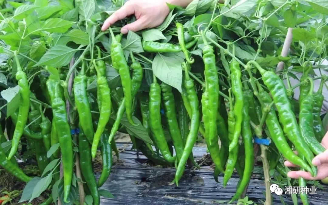 十大外围足球平台app