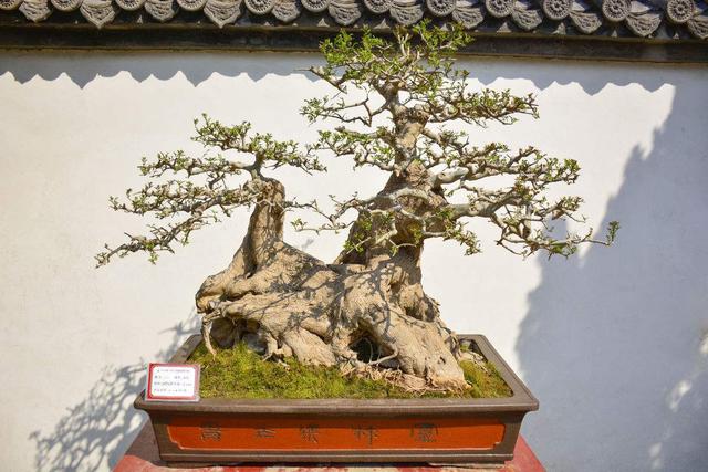 《妖怪旅馆营业中》开播 人类少女用美食征服妖怪大老板-十大外围足球平台app(图1) 十大外围足球平台app