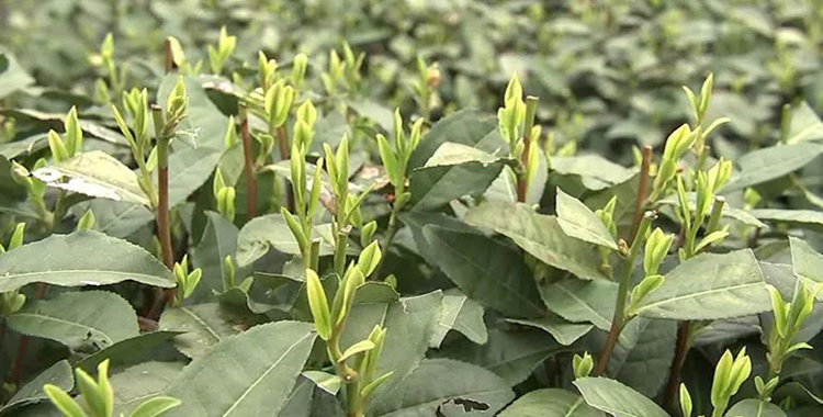 十大外围足球平台app